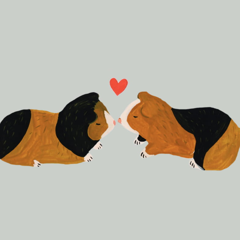 Carte cochons d'inde